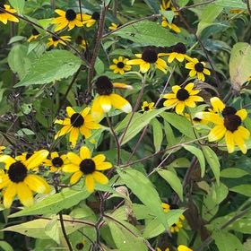 Photo of the plant species Blackeyed Susan by @HipDutchiris27 named Michelle Branch on Greg, the plant care app