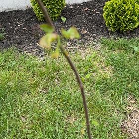 Photo of the plant species Redbud by @DaintyNectarine named Maya on Greg, the plant care app