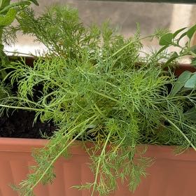 Photo of the plant species Dill by @TopHardykiwi97 named Eva on Greg, the plant care app