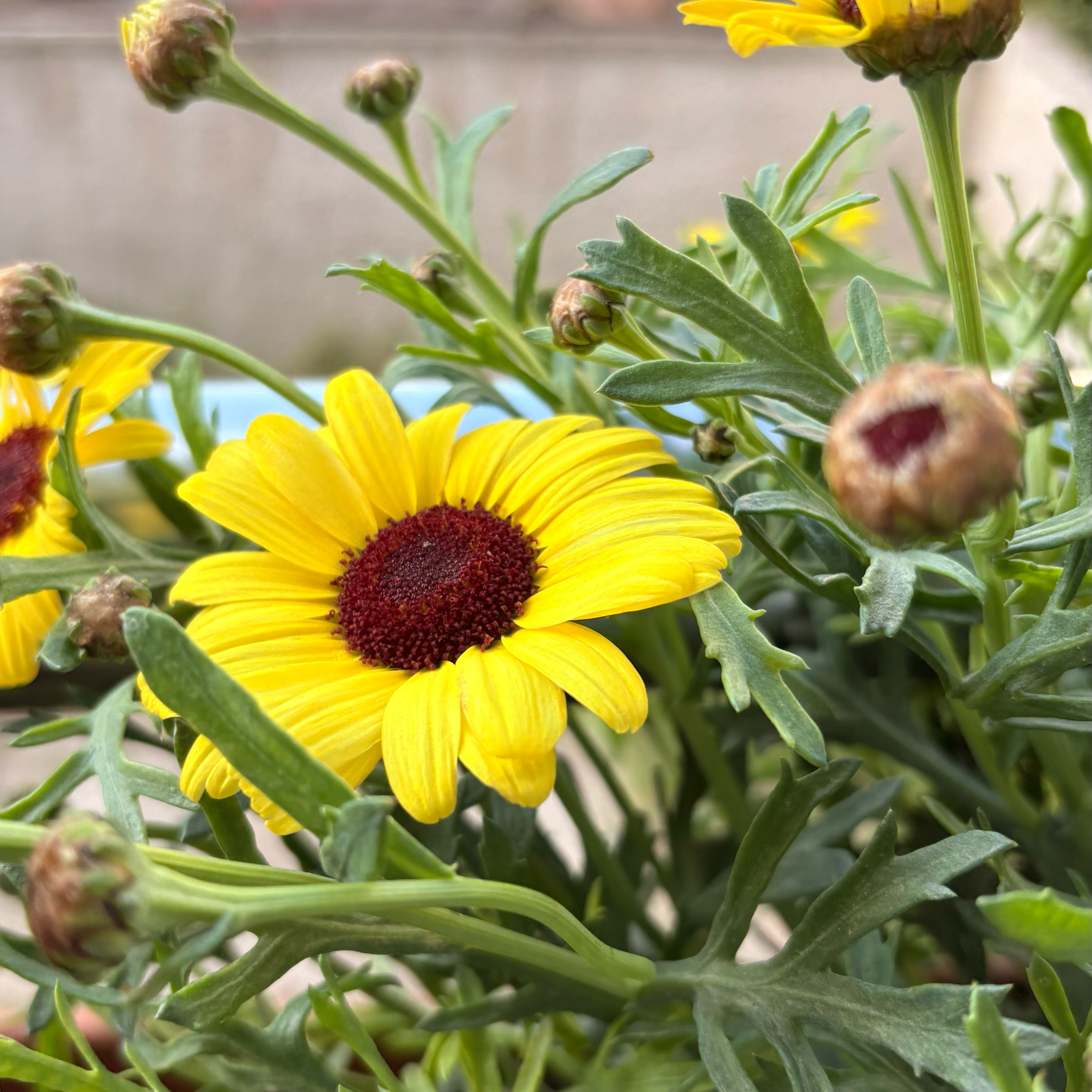 Photo of the plant species Marguerite by @TopHardykiwi97 named Shakira on Greg, the plant care app