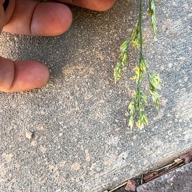 Photo of the plant species Perennial Ryegrass by @LordWidowscross named Osmo on Greg, the plant care app