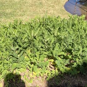 Photo of the plant species Golden Buttons by @LordWidowscross named Denali on Greg, the plant care app