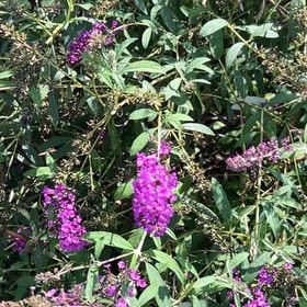 Photo of the plant species Orange Eye Butterflybush by @LordWidowscross named Austen on Greg, the plant care app