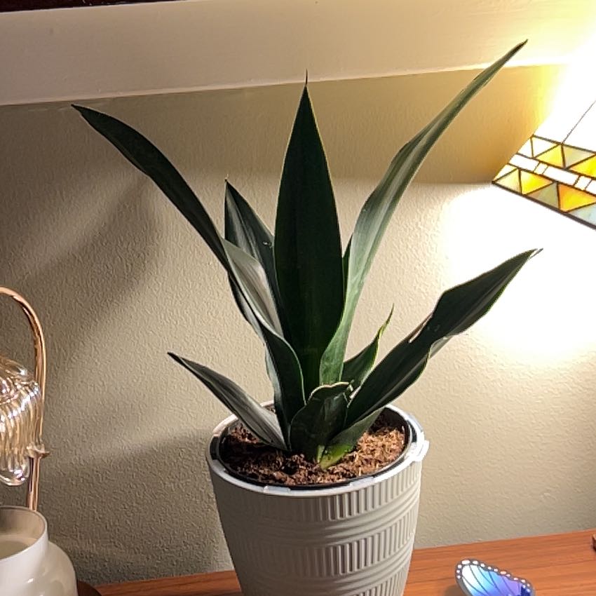 Plant care for Snake Plant on Greg, the plant care app
