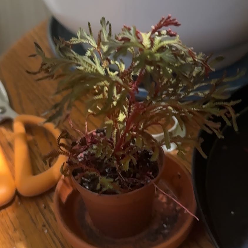 Photo of the plant species Ruby Red Club Moss by @PrizeRimu3 named Blood Moss on Greg, the plant care app