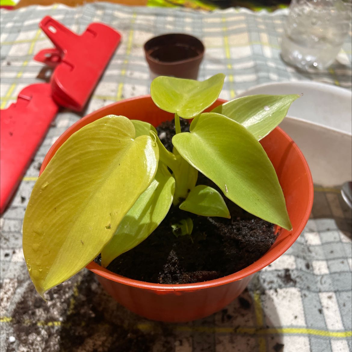 Philodendron Gold Violin plant in a red pot with visible soil and some yellowing leaves.