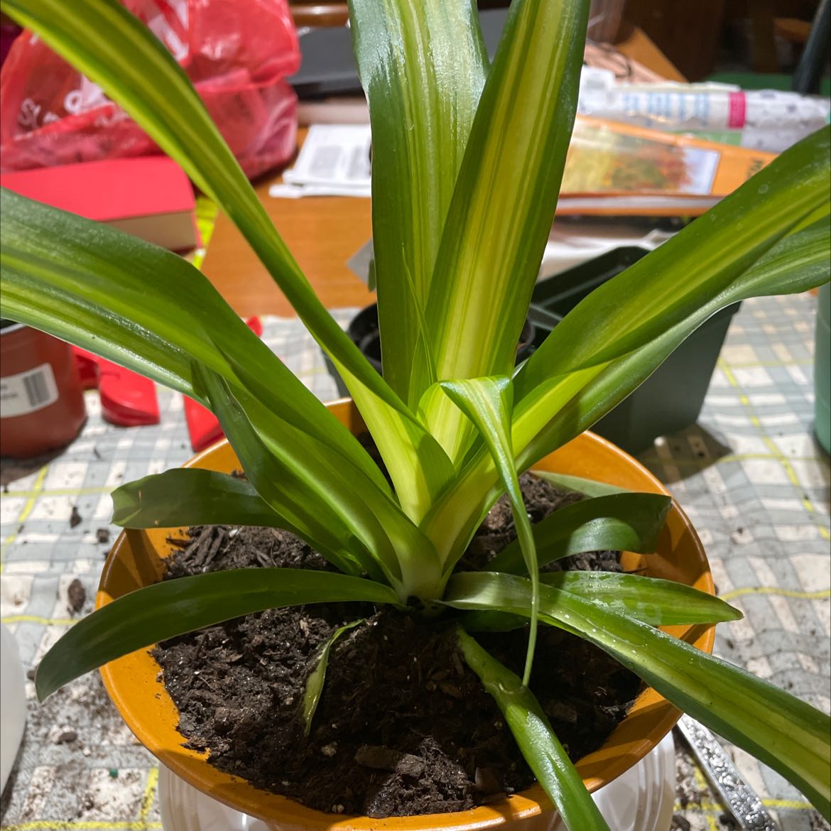 Potted Hawaiian Spider Plant with green and yellow striped leaves, healthy appearance.