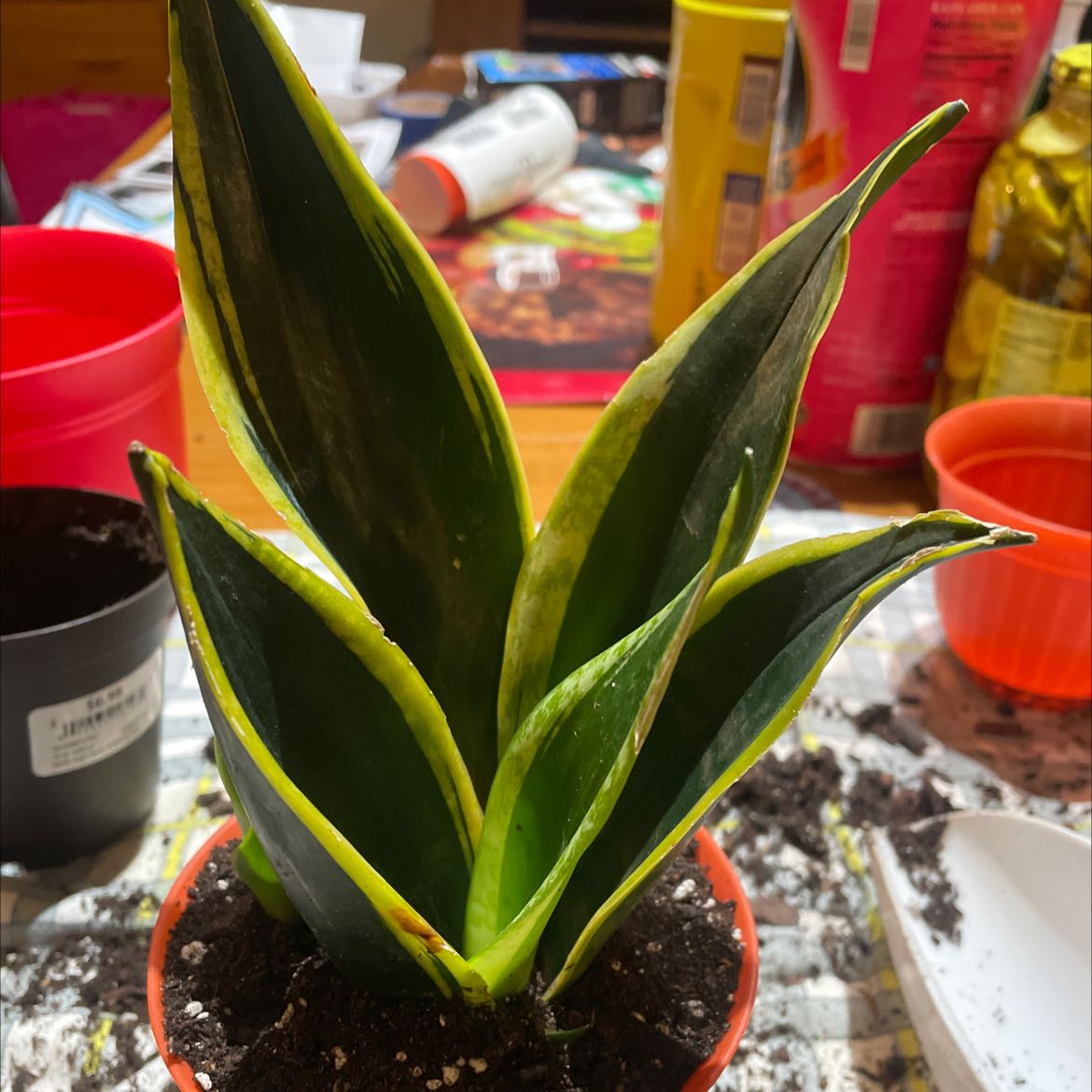Black Gold Snake Plant in a small pot with visible soil and indoor items in the background.