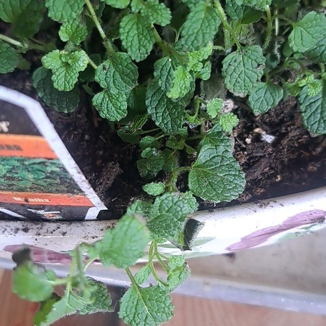 Photo of the plant species Strawberry Mint by @CalmChisme85 named Peter Parker on Greg, the plant care app
