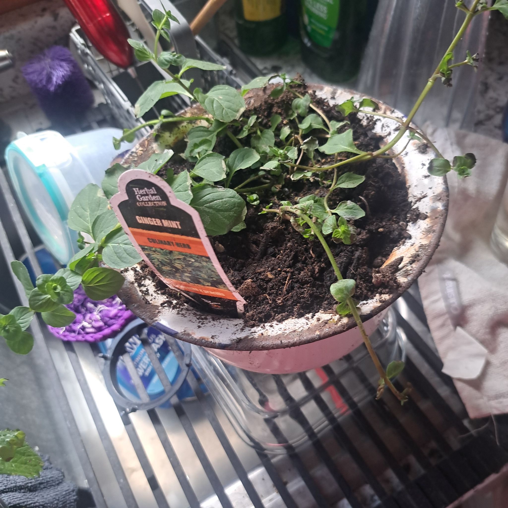 Photo of the plant species Mentha 'Ginger Mint Julep' by @CalmChisme85 named da Vinci on Greg, the plant care app