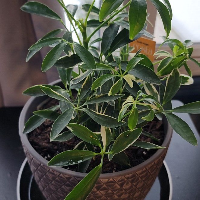 Photo of the plant species Moondrop Dwarf Umberlla Tree by @FancyMint97 named Forrest on Greg, the plant care app