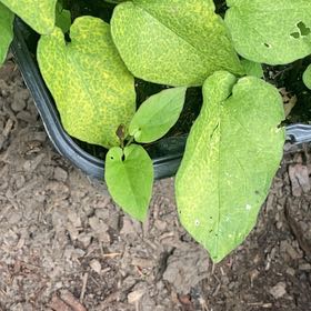 Photo of the plant species False Forget-Me-Not by @SuperRosilla78 named Cleopatra on Greg, the plant care app