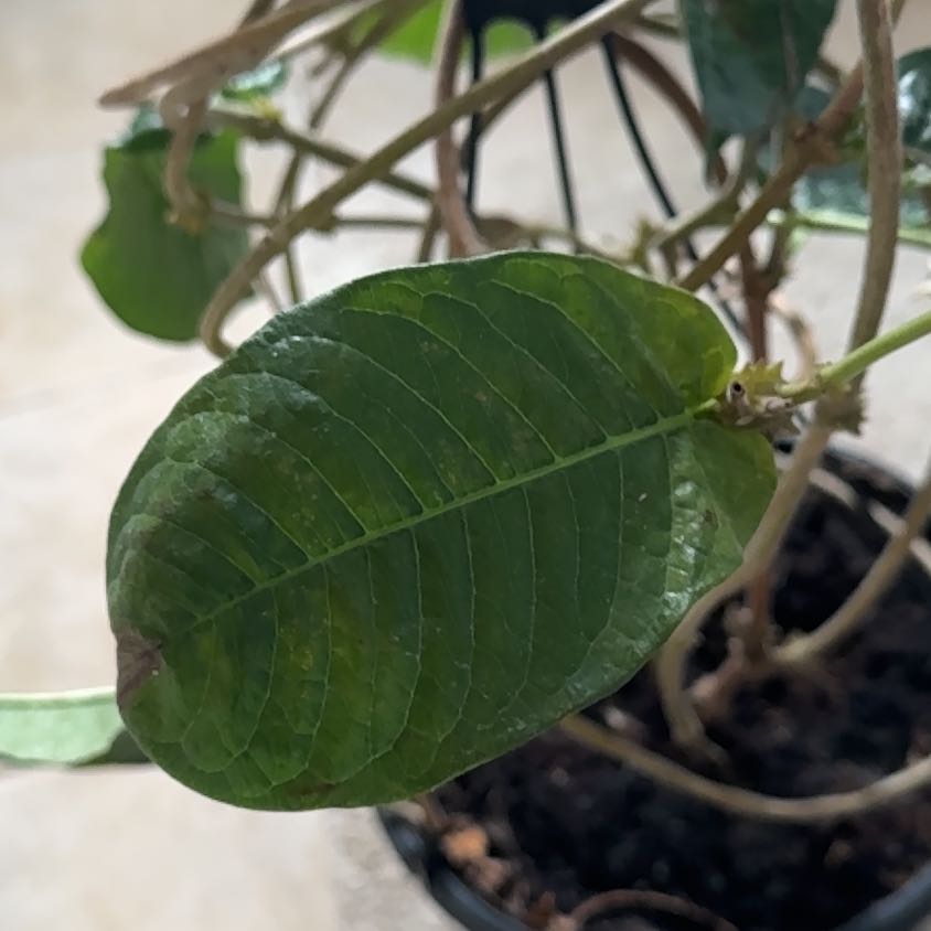 Photo of the plant species Aloha Mandevilla by @jdaero named Bigleef Smalls on Greg, the plant care app