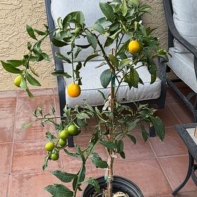 Photo of the plant species Meiwa Kumquat by @CuteChismastree named Kum n go on Greg, the plant care app