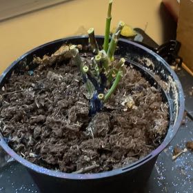 Photo of the plant species White Poinsettia by @JoyfulGollum95 named Keanu Leaves on Greg, the plant care app