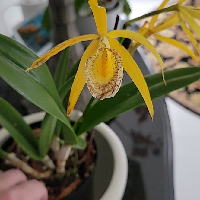 Photo of the plant species Procatavola 'Key Lime Stars' by @BossPurpleanise named Girlfrond on Greg, the plant care app