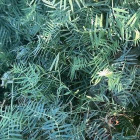 Photo of the plant species Tufted Vetch by @AgileRedalder named Athena on Greg, the plant care app