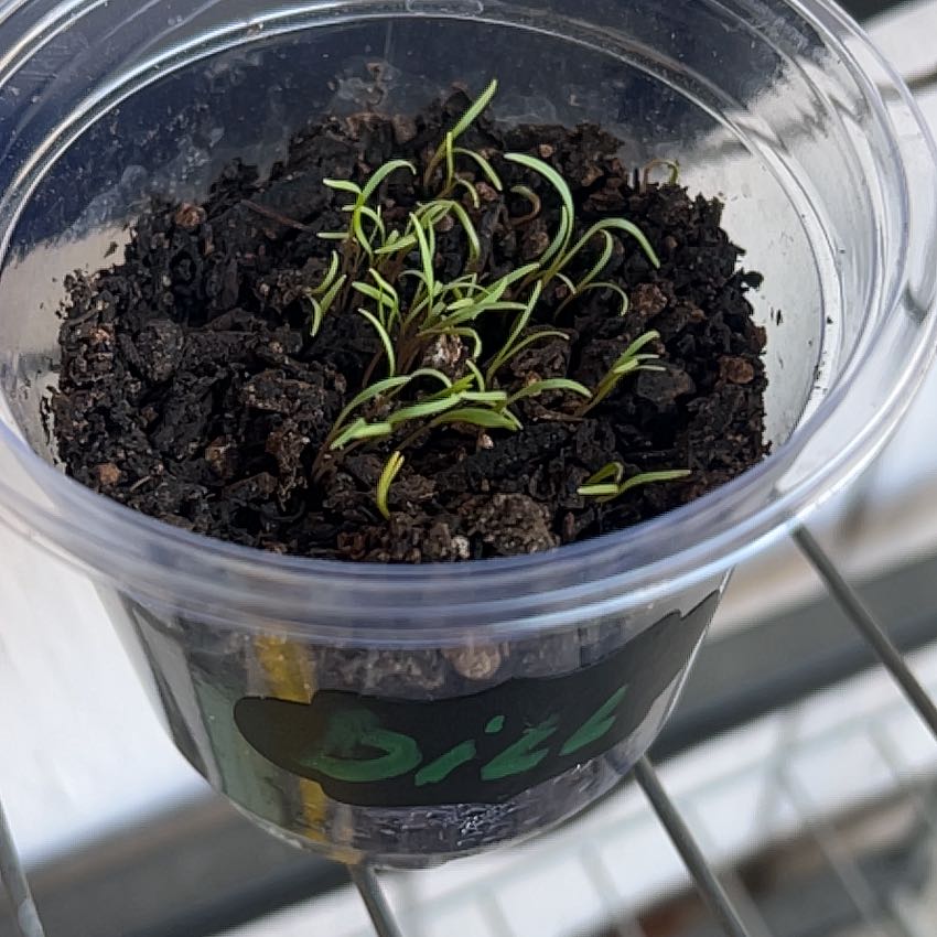 Photo of the plant species Dukat Dill Microgreens by @DominantBlue64 named Dill on Greg, the plant care app
