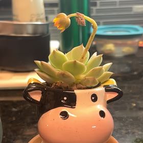 Photo of the plant species Echeveria Ruby Kissed by @NiceEarthalmond named Moo on Greg, the plant care app