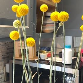 Photo of the plant species Craspedia 'Golf Beauty' by @SugarLakesedge named Horton on Greg, the plant care app