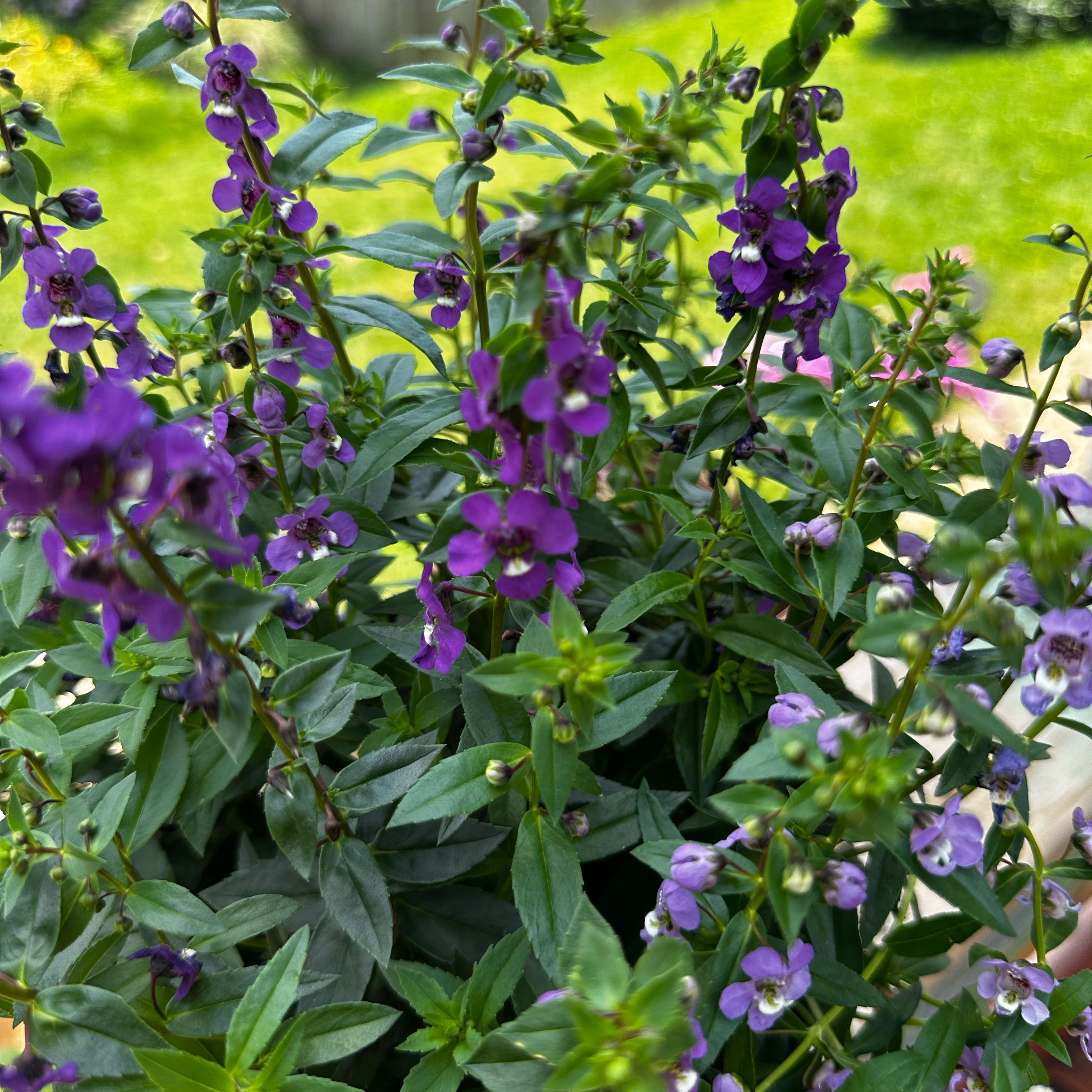 Photo of the plant species Angelonia by @SugarLakesedge named Gobi on Greg, the plant care app