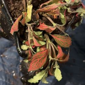 Photo of the plant species Fittonia by @FancyLavandula named Rosa on Greg, the plant care app