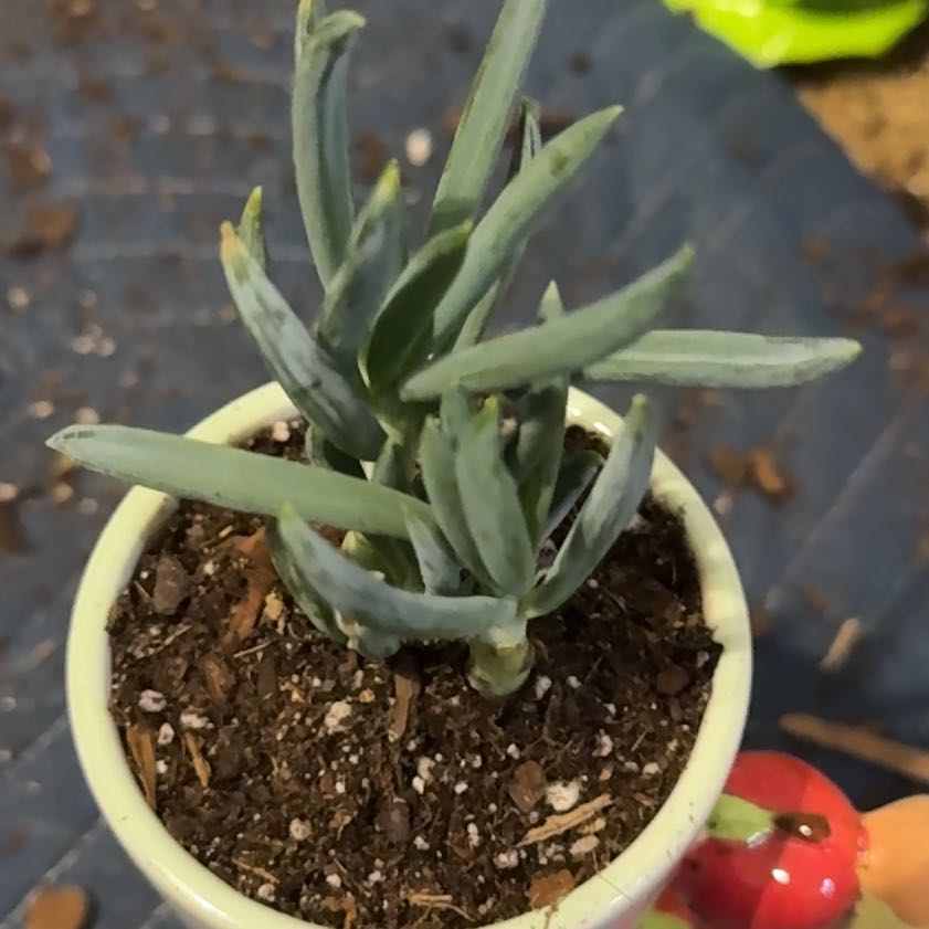 Photo of the plant species Blue Chalk Stick by @FancyLavandula named Willow on Greg, the plant care app