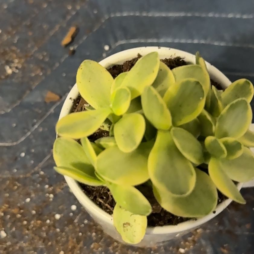 Photo of the plant species succulent by @FancyLavandula named Daphne on Greg, the plant care app