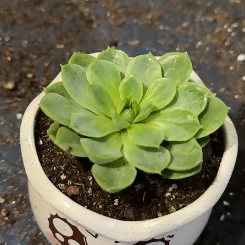 Photo of the plant species Lime N Chile by @FancyLavandula named Surya on Greg, the plant care app