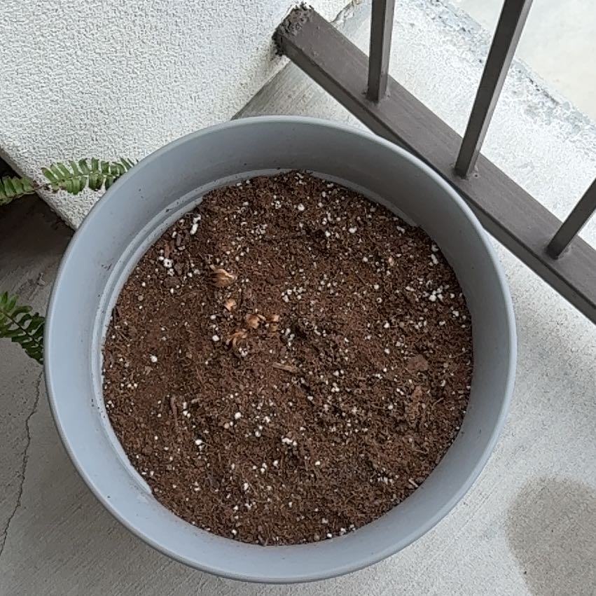 Photo of the plant species Gladiolus by @DaringSilverspa named Glads + on Greg, the plant care app