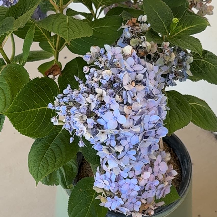 Photo of the plant species Endless Summer Hydrangea by @DaringSilverspa named Peter Parker on Greg, the plant care app