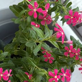 Photo of the plant species Soiree Kawaii Coral Vinca by @DaringSilverspa named Viva on Greg, the plant care app