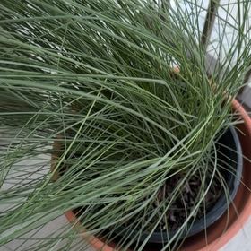 Photo of the plant species Pink Muhly Grass by @DaringSilverspa named Morgan Treeman on Greg, the plant care app