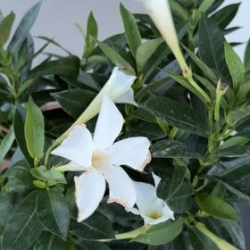 Photo of the plant species Mandevilla boliviensis by @DaringSilverspa named Gaga on Greg, the plant care app