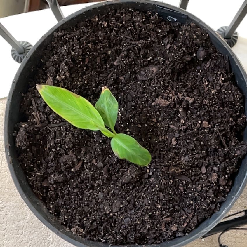 Photo of the plant species Dwarf Red Banana Tree by @KindMullein99 named Madonna on Greg, the plant care app