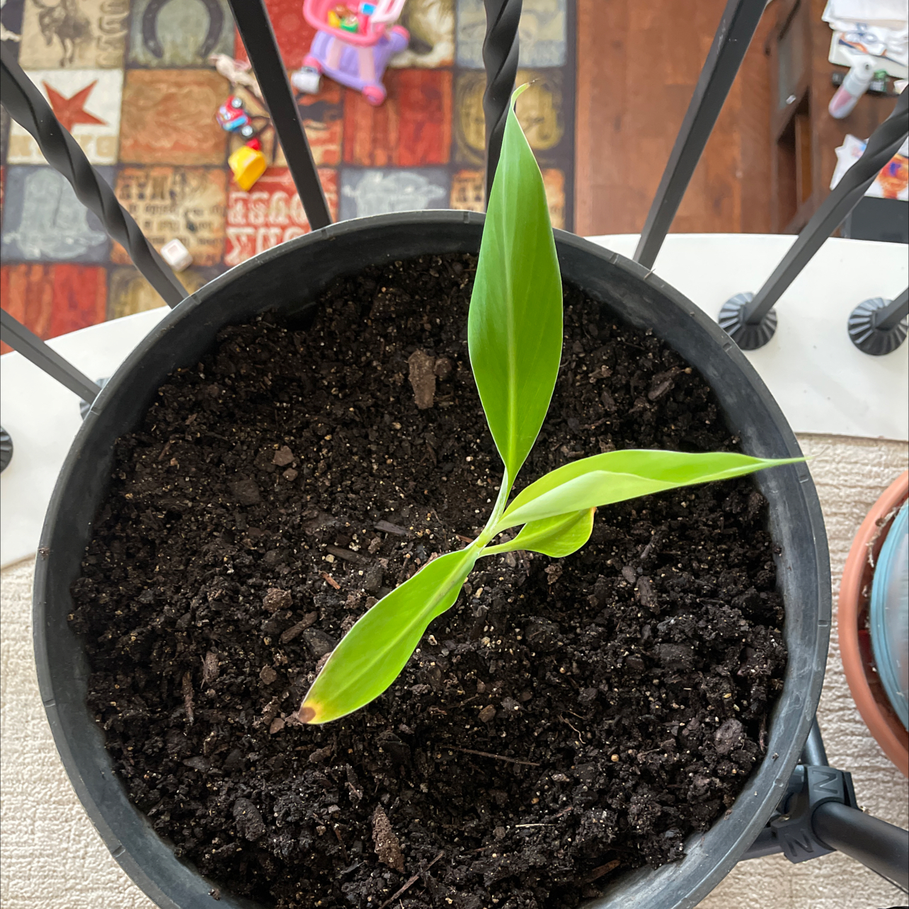 Photo of the plant species Pisang Awak Banana by @KindMullein99 named Osmo on Greg, the plant care app