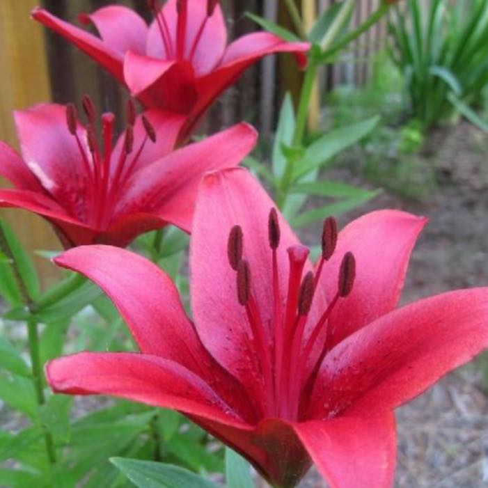 Photo of the plant species Lilium 'Commander In Chief' by @RadAnacua14 named Layla on Greg, the plant care app