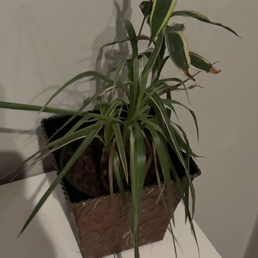 Photo of the plant species Draceana Dragon Tree by @StockyWavycap91 named Miley on Greg, the plant care app
