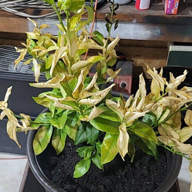 Photo of the plant species Lemon by @ZarfRubyelfcup named Fernie Mac on Greg, the plant care app