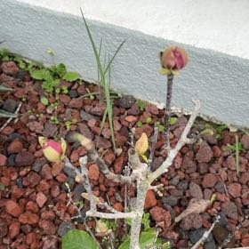 Photo of the plant species Genie Magnolia by @AgileGarlic2 named Harry on Greg, the plant care app