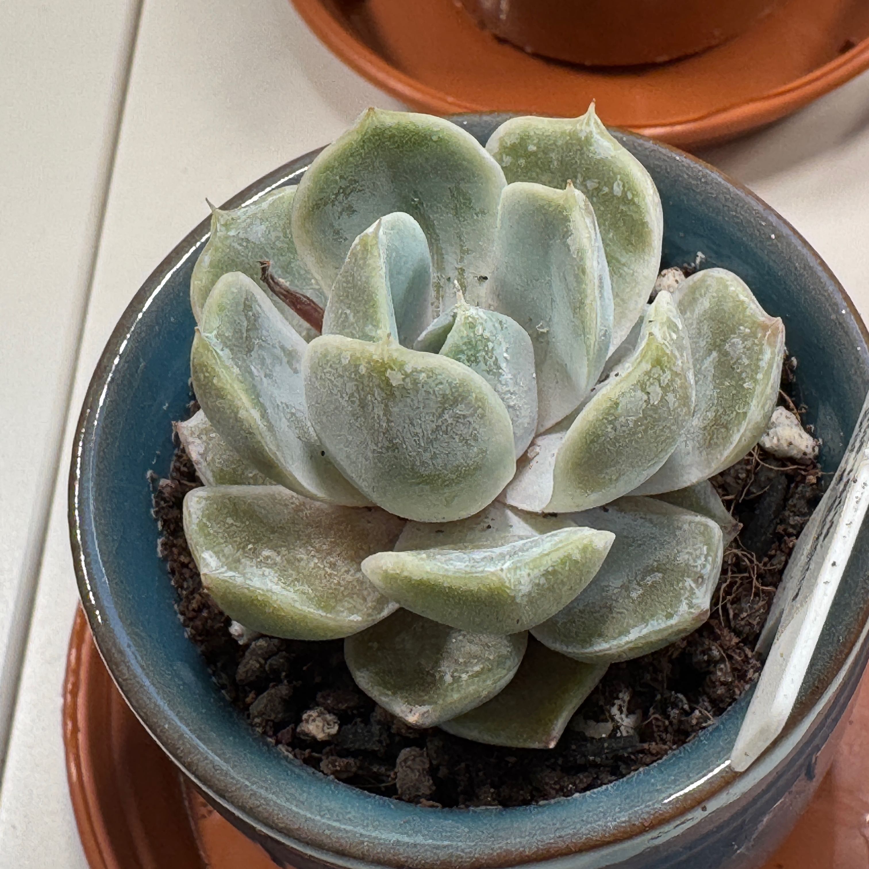 Photo of the plant species Echeveria 'Snow Bunny' by @KyeLani named Hamilton on Greg, the plant care app