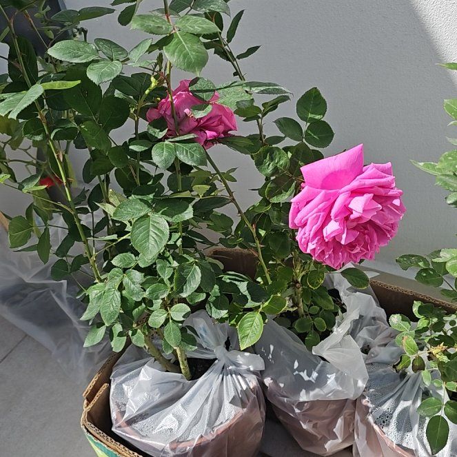Photo of the plant species Damask Rose by @AvidGarlic87 named Luna on Greg, the plant care app
