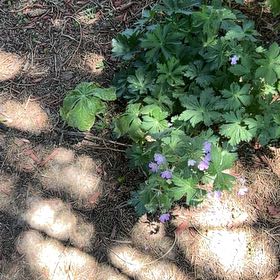 Photo of the plant species Greek Thimbleweed by @LoyalSpanishelm named Fernie Mac on Greg, the plant care app