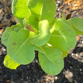 Photo of the plant species Garden Lettuce by @GentleEmerald51 named da Vinci on Greg, the plant care app