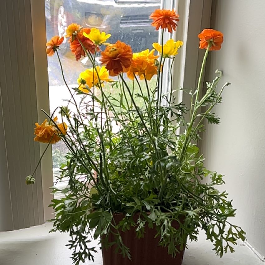Photo of the plant species Ranunculus 'Red' by @SirEncina67 named Harmony on Greg, the plant care app