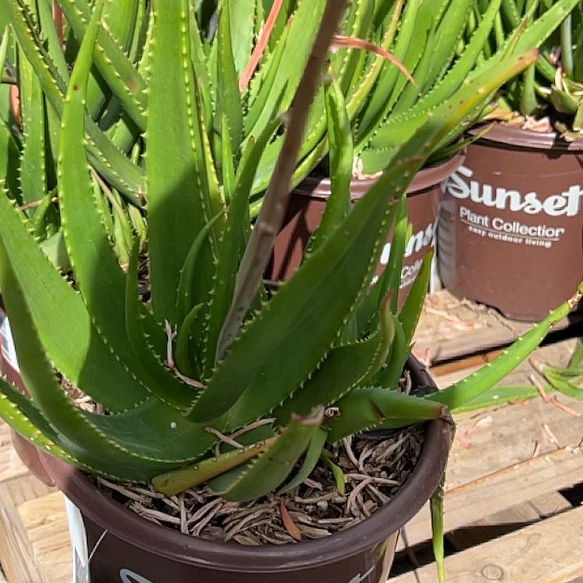Photo of the plant species Safari Rose Aloe by @GenialDodder54 named Forrest on Greg, the plant care app