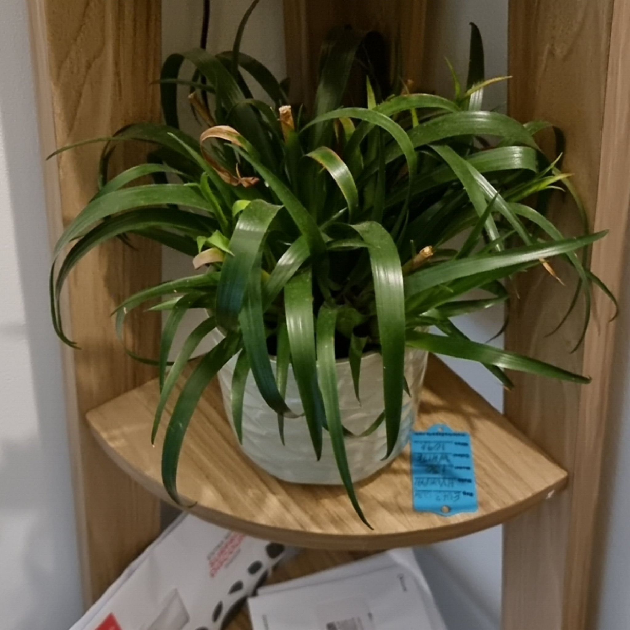 Photo of the plant species Flaming Sword by @QuietAlula82 named Orlando Bloom on Greg, the plant care app