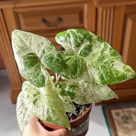 Photo of the plant species Alocasia Frydek Variegated by @PetiteJiaogulan named Osmo on Greg, the plant care app