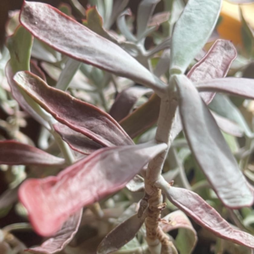Photo of the plant species cotyledun chocolate fingers by @TryMossfern74 named Kylie on Greg, the plant care app