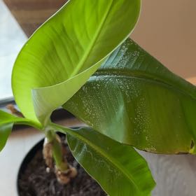 Photo of the plant species Lacatan Banana by @SwellBhutanpine named Keanu Leaves on Greg, the plant care app